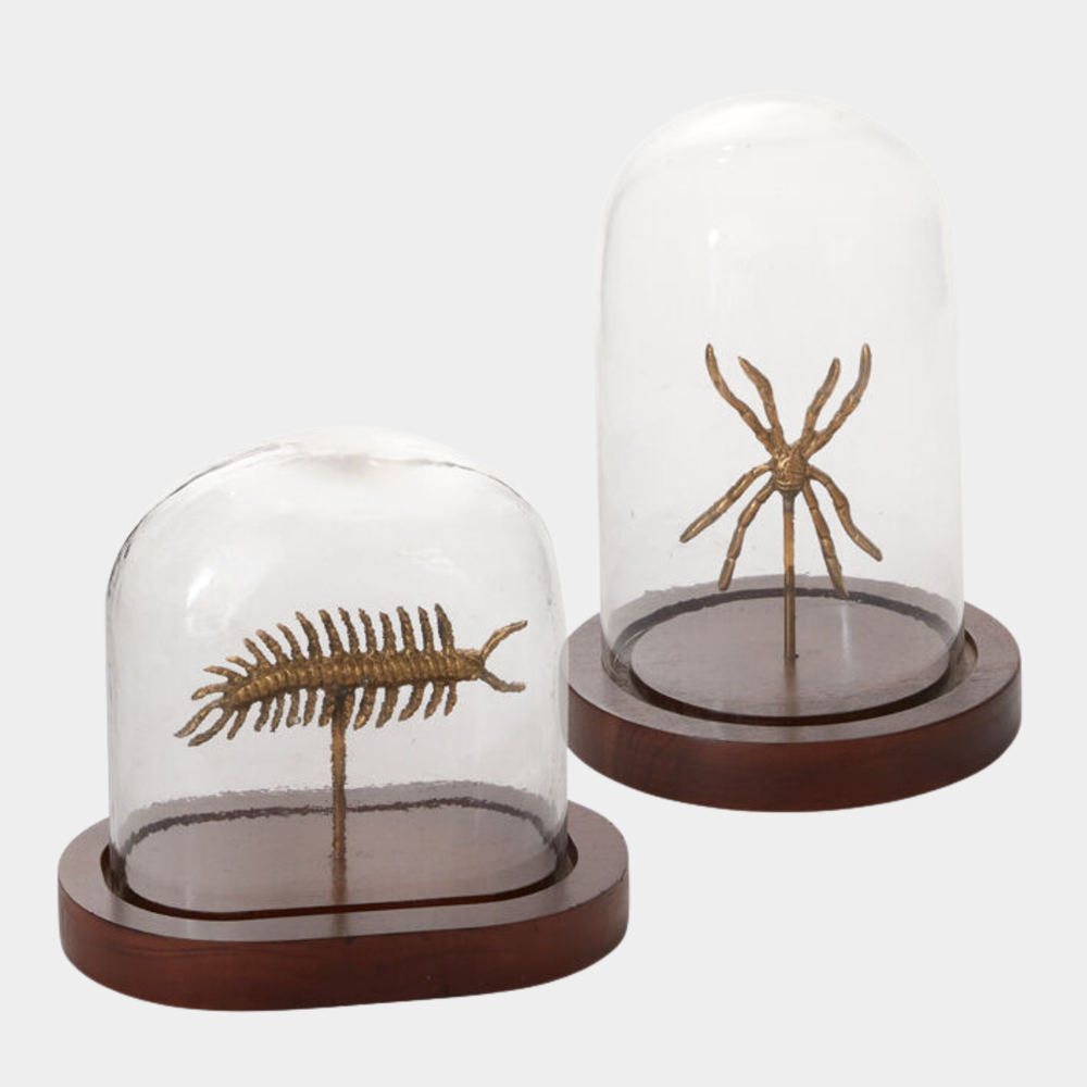 Specimen Cloche Set