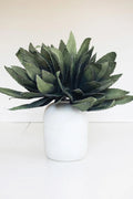 Botancia #294