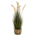 Potted Pampas Grass Plant