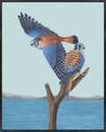 American Kestrels
