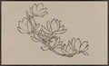 Magnolias in Line III