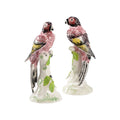 Large Kenya Parrots (Pr)
