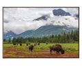 Bison Valley