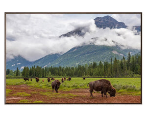 Bison Valley