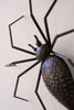 Arachnid Set of 2 Wall Spider