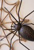 Arachnid Set of 2 Wall Spider