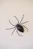 Arachnid Set of 2 Wall Spider