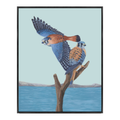 American Kestrels