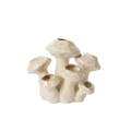 Enoki Mushroom