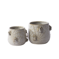 House Spider Pot