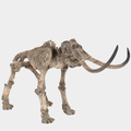 Mammoth Skeleton
