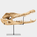 Alligator Skull on Stand