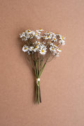 Chamomile Bundle (6 Stems) - White
