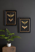 Set of Two Framed Moth Prints Under Glass