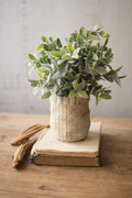 Artificial Sage with Criss Cross Rustic White Pot