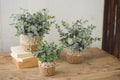 Set of Three Artificial Eucalyptus Plants in Woven Pots