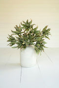 Botanica #2654