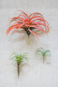 Large Artificial Air Plant