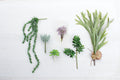 Artificial Necklace Fern Succulent