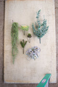 Extra Large Tillandsia Plant