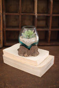 Blown Glass Bowl on Driftwood Base - Small