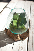 Blown Glass Bowl on Driftwood Base - Large