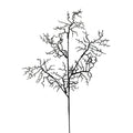 Set of 6 Black Coral Spray