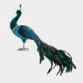 Harvest Peacock Large