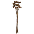 Wild Orange Twig Stem Set