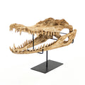 Alligator Skull on Stand