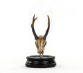 Fawn Skull with Bell Glass