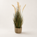 Potted Pampas Grass Plant