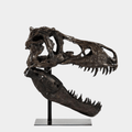 T-Rex Skull W/Base