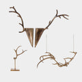 Caribou Antler Collection
