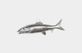 Bonefish in Silver Leaf