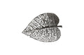 Birch Leaf Wall Art – Silver – XS