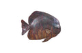 Australian Bat Fish Wall Sculpture | Resin – Copper Patina Finish