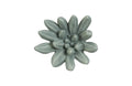 Compactum Succulent Wall Art | Forest
