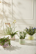 Skyway Collection