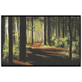 Forest Shadows
